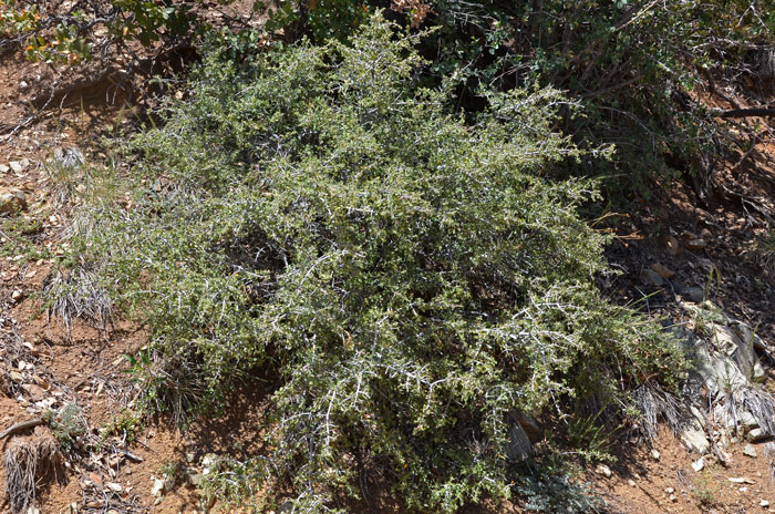 Ceanothus greggii, Desert Ceanothus